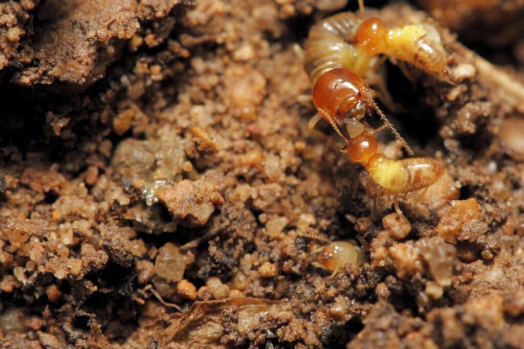 are termites threatening your home