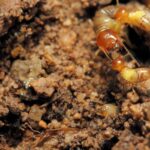 are termites threatening your home