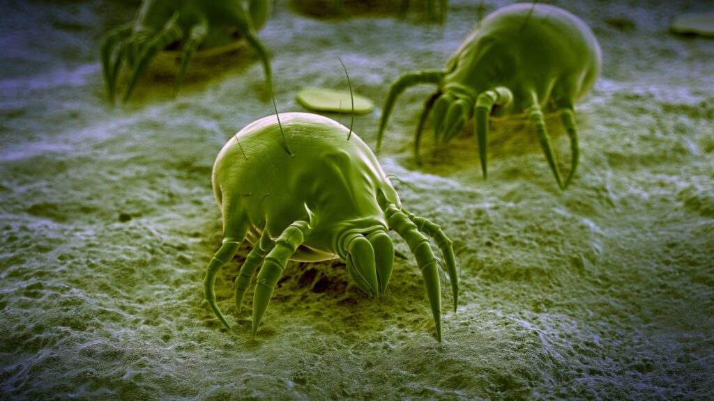 how can dust mites be removed