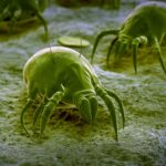 how can dust mites be removed