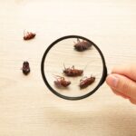 how can you identify common pests in home or property melbourne