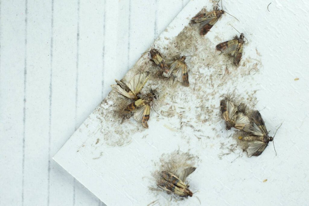 how do you get rid of moths in your house