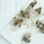 how do you get rid of moths in your house