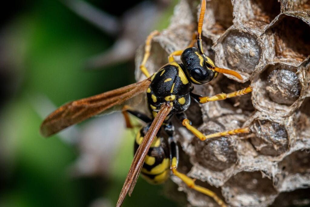 how do you remove wasps from your home and garden