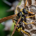 how do you remove wasps from your home and garden