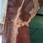 how to control termites from invading your home