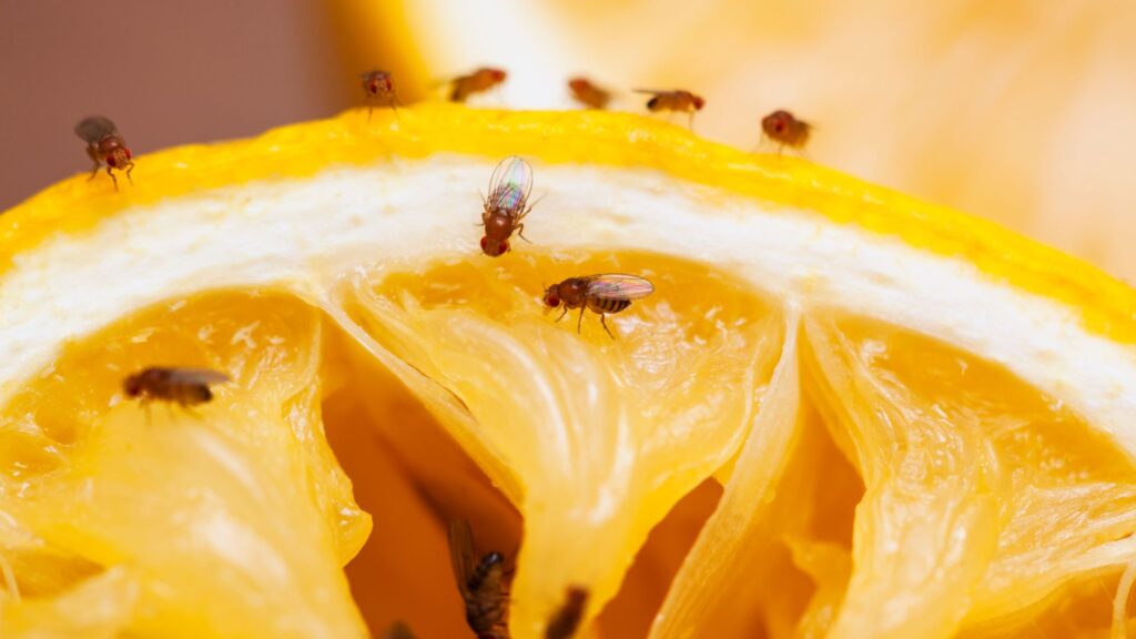 how to get rid of house flies melbourne