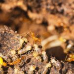 how to identify termites and treat them melbourne