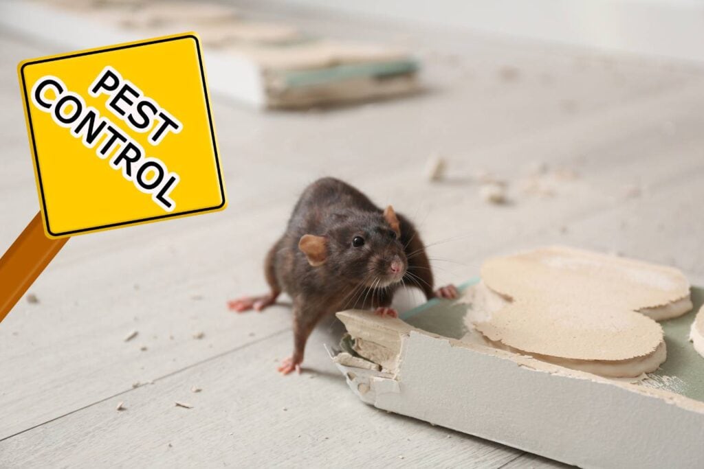 is pest control effective