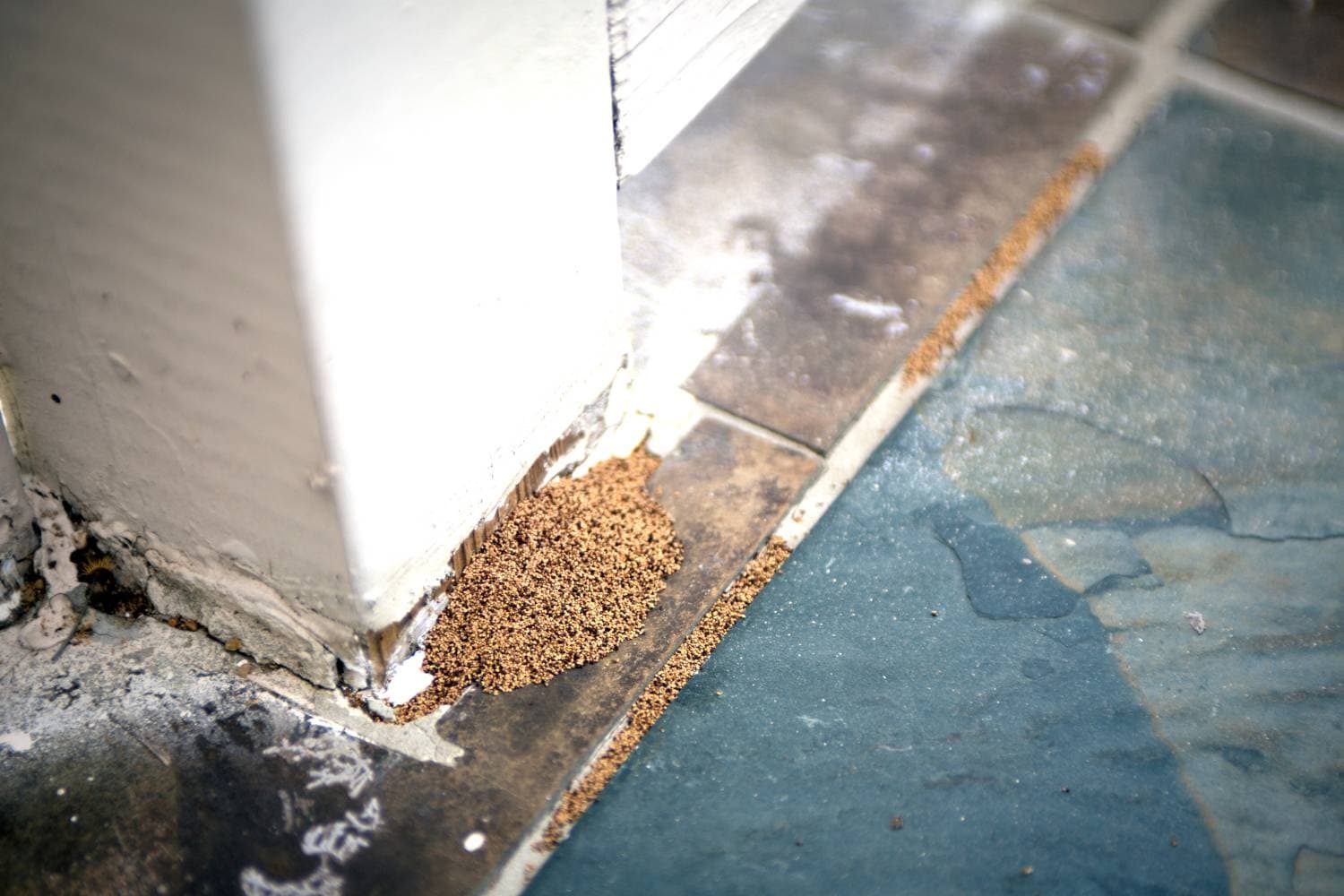 is your home safe from termites 1