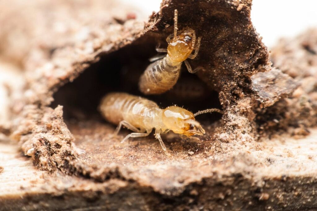 is your home safe from termites