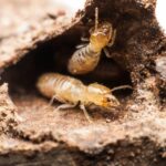 is your home safe from termites