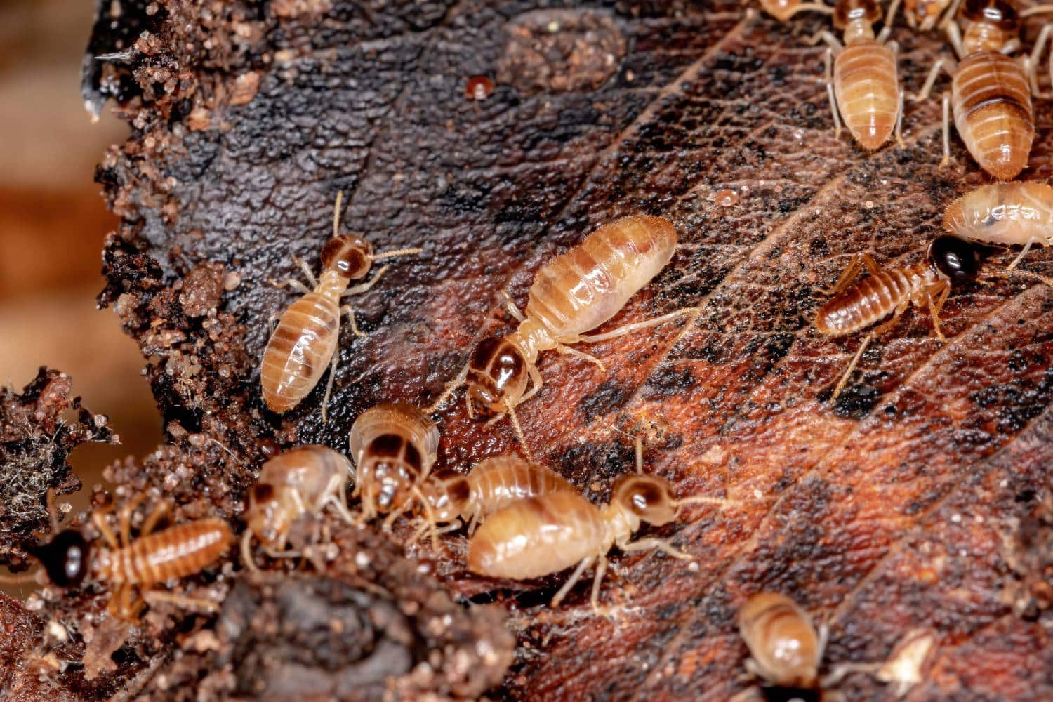 is your home safe from termites 2