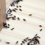 melbourne is the most popular residential pest control method