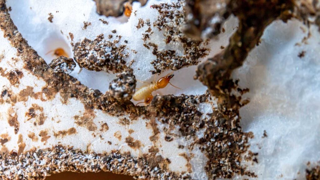 types of termites and how to treat them melbourne