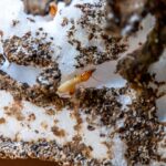 types of termites and how to treat them melbourne