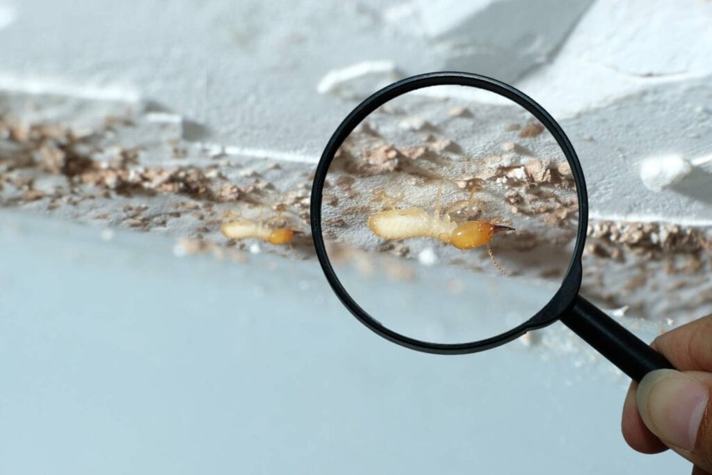 what are the common areas inspected for termites