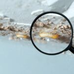 what are the common areas inspected for termites