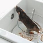 what are the signs of a bad mouse infestation 2