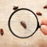 what is the best way to prevent and control pests