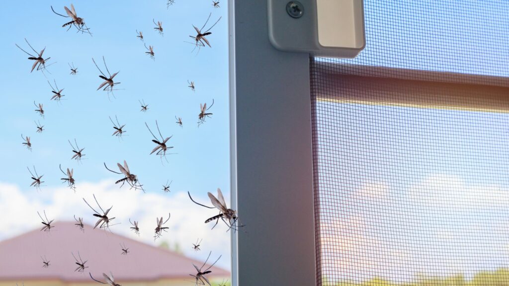 when do you need professional pest control for a mosquito infestation melbourne