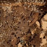 when will you schedule your termite inspection